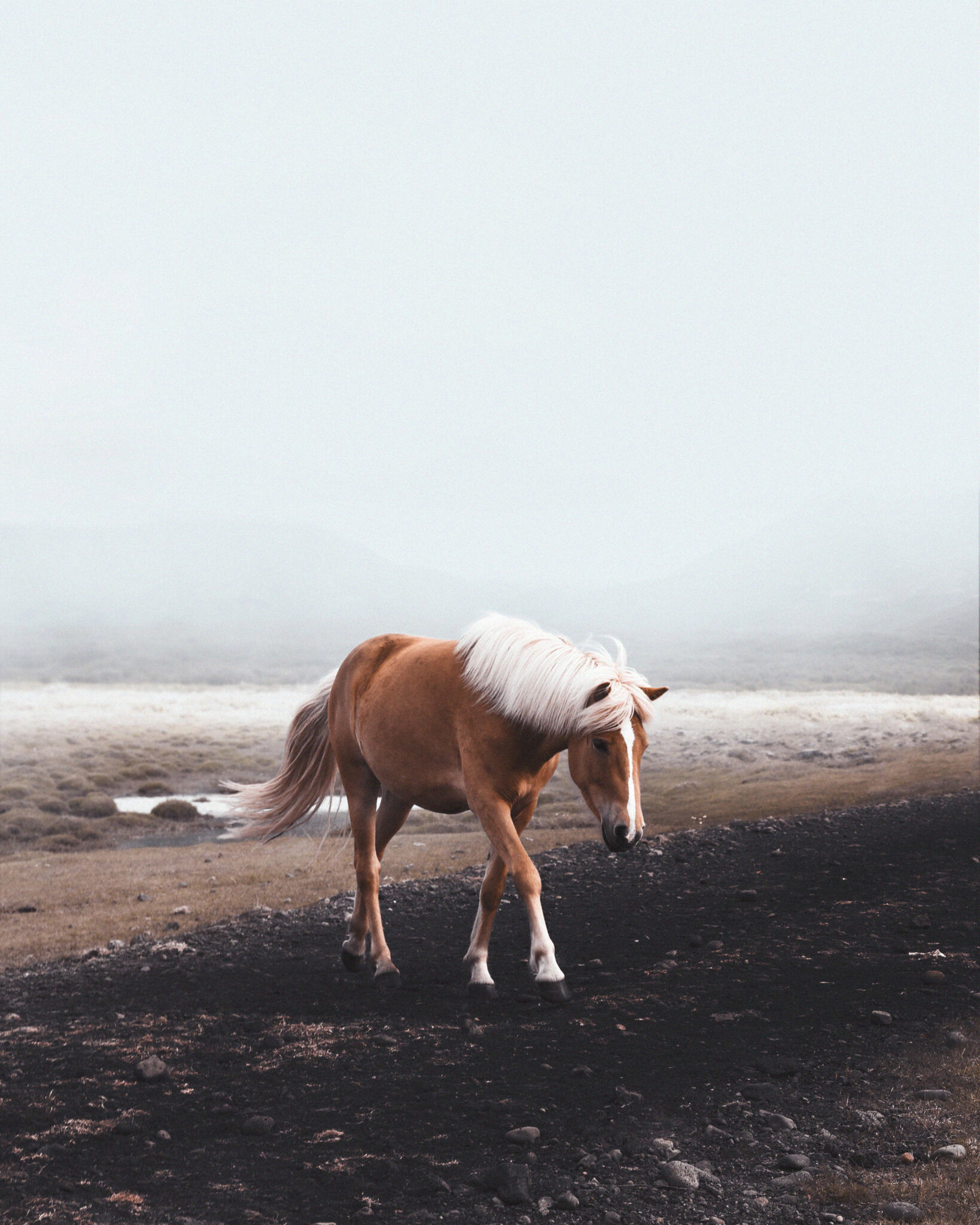 Happy Neigh Year