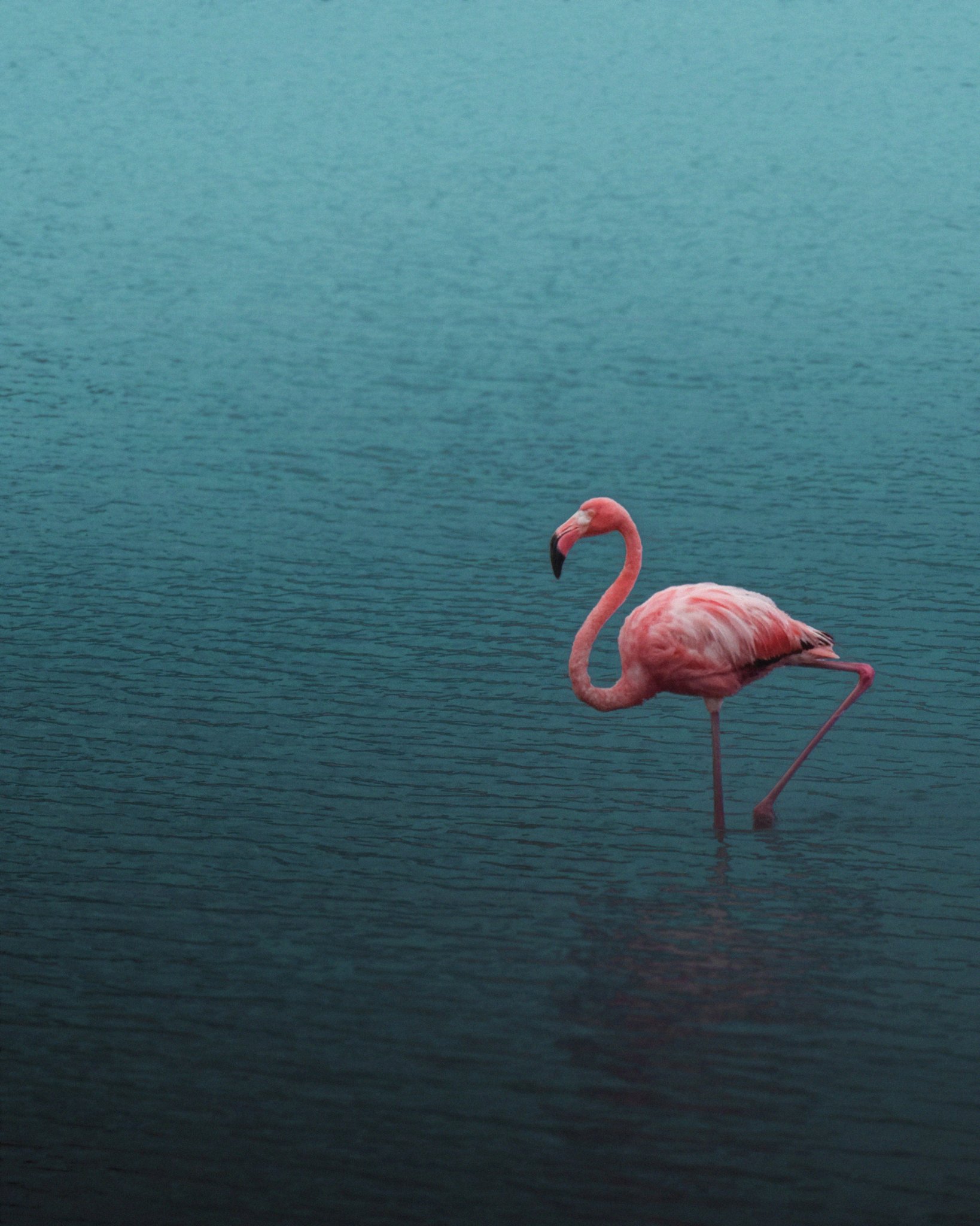 Two Birds